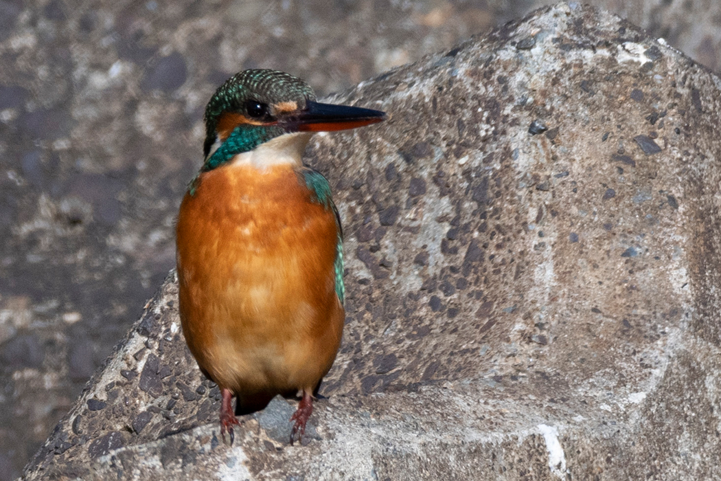 テトラの上から餌を狙っていました。
