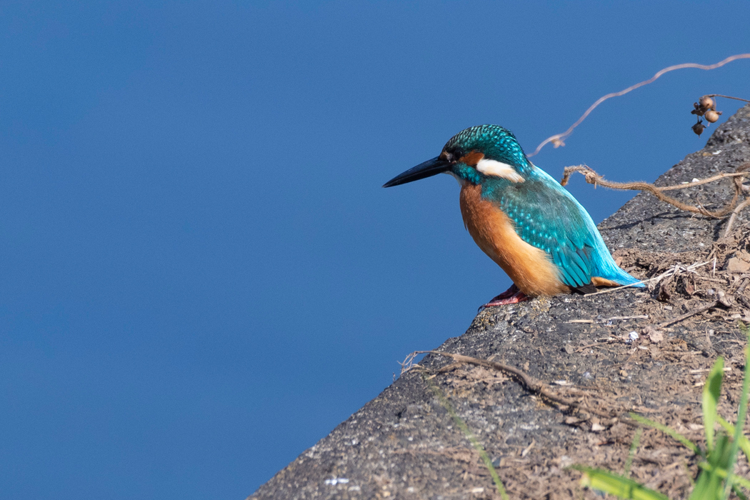 コンクリートの上にいるととても目立ちます。
