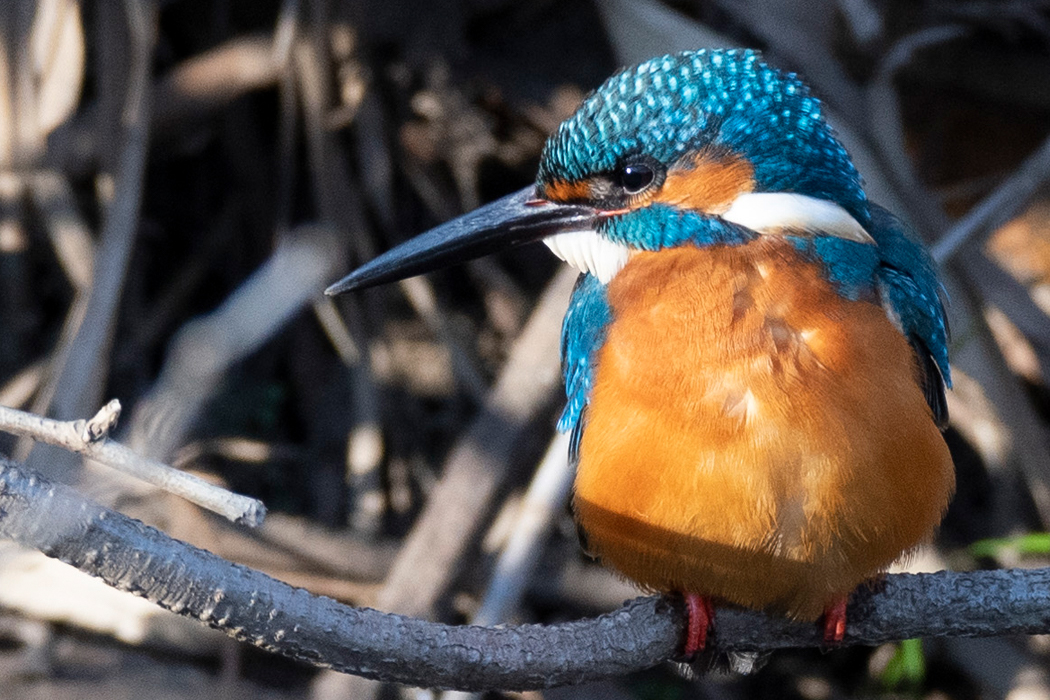 嘴でお腹をかいていました。