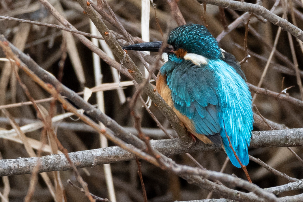 いつもより膨らんでいます。