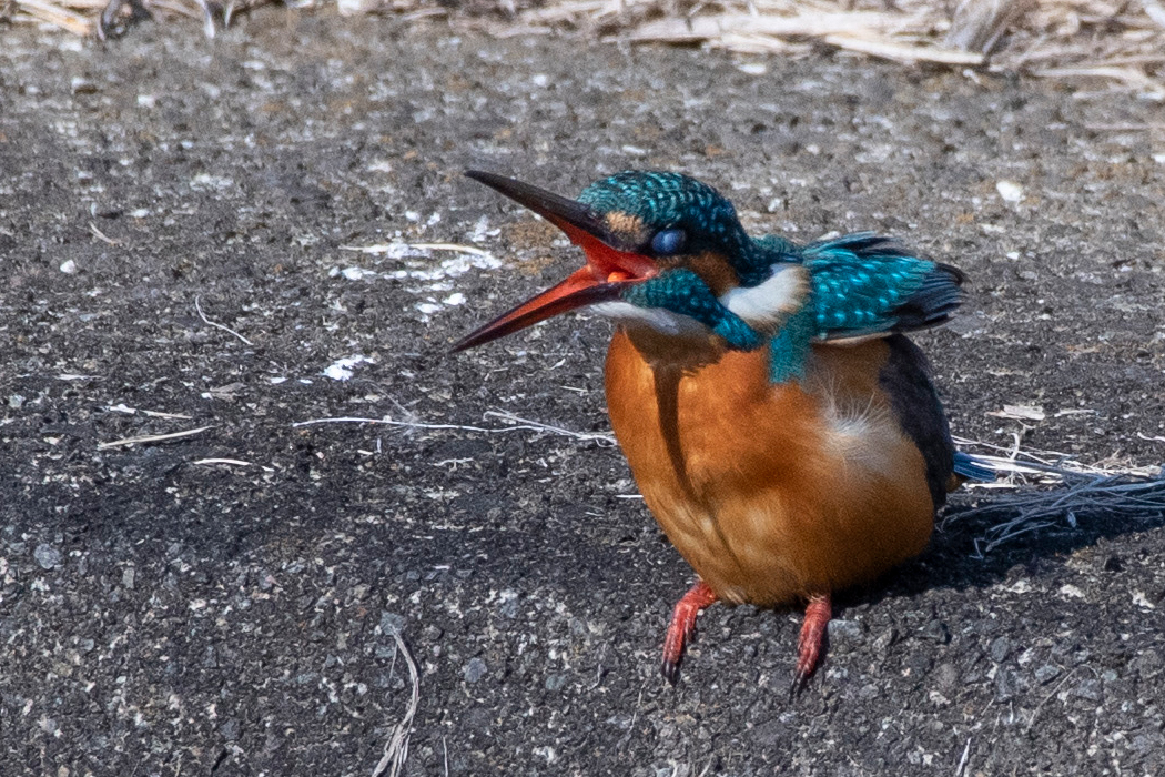 すごい顔をしています。