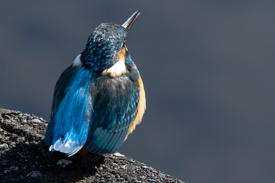 歩行者に見物されていました。