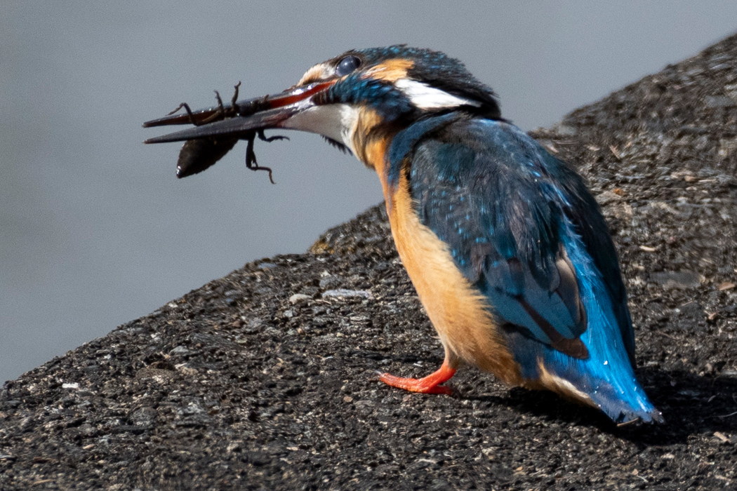 ヤゴを食べていました。