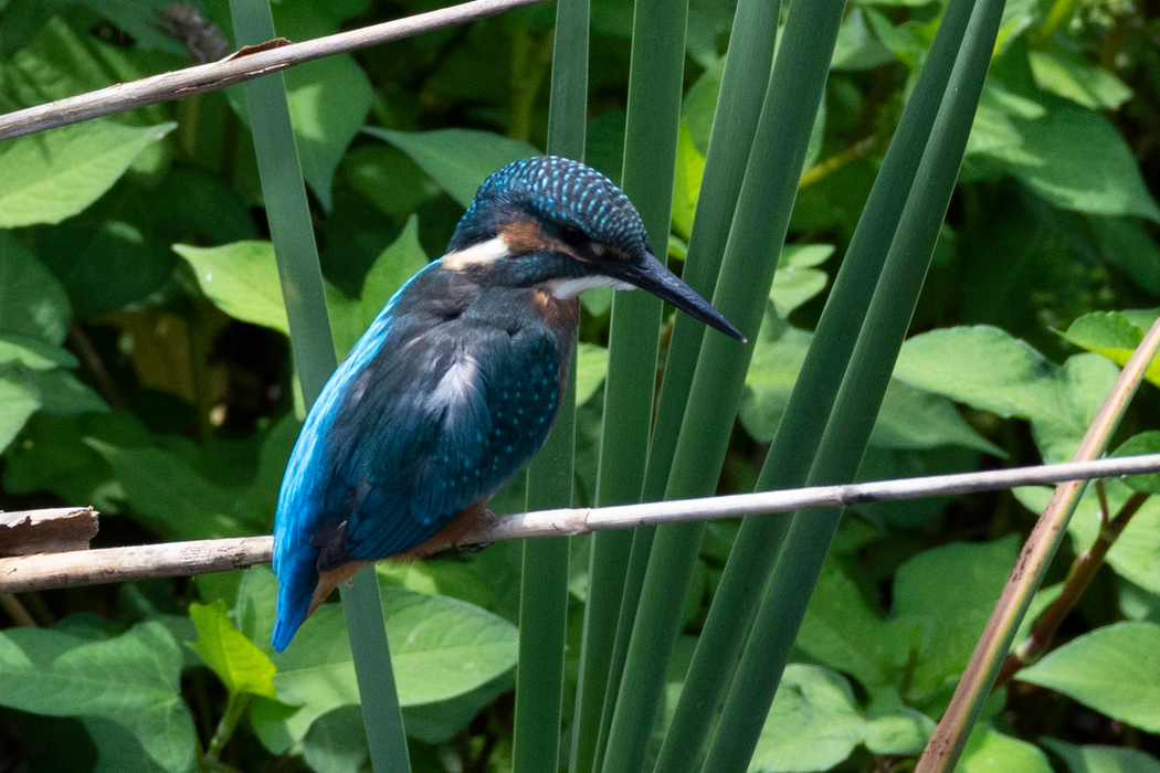 何度もダイブしていました。