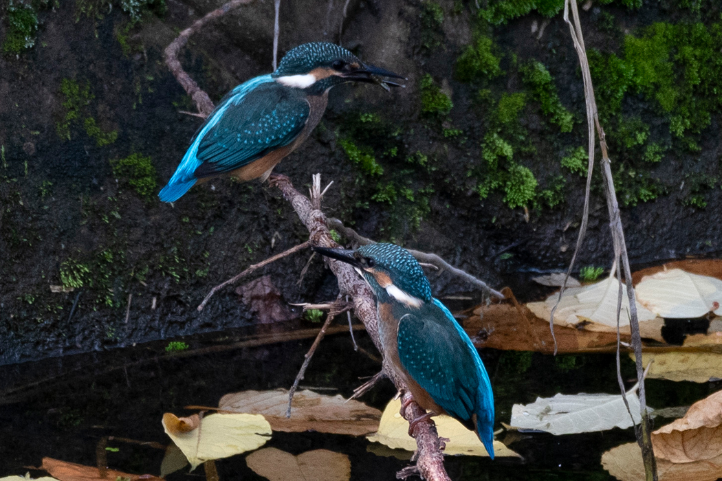 ペアのようです。