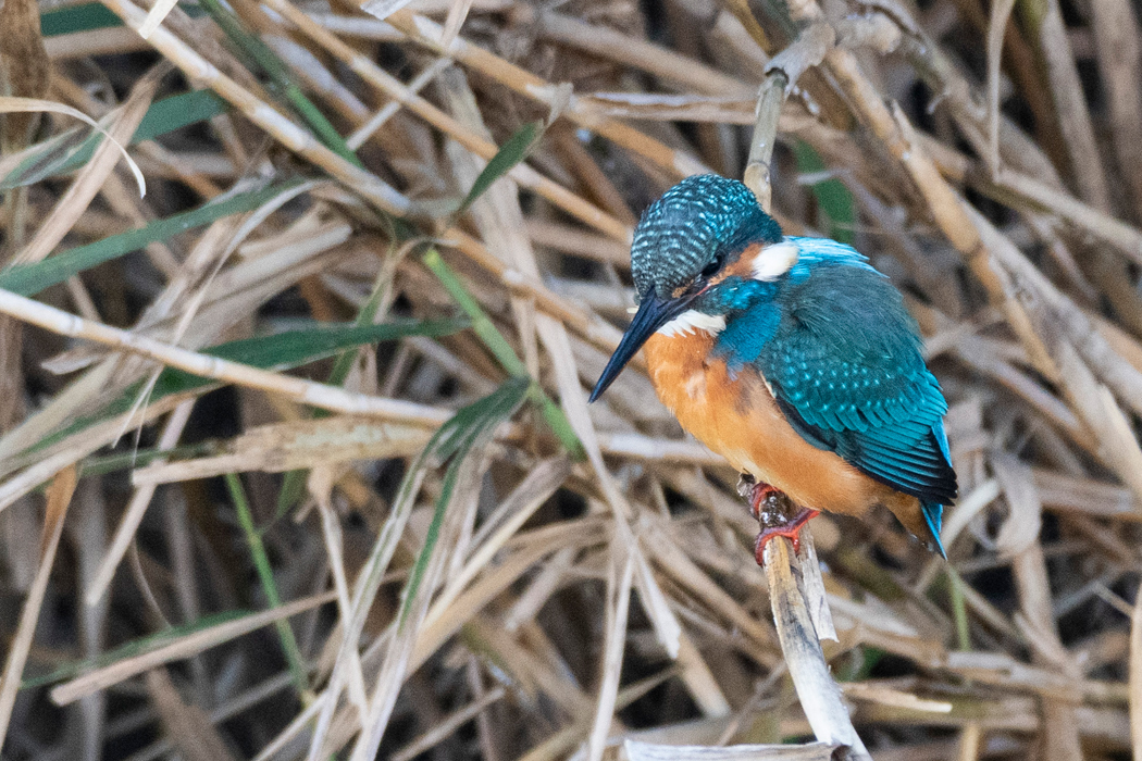 枝から採餌していました。