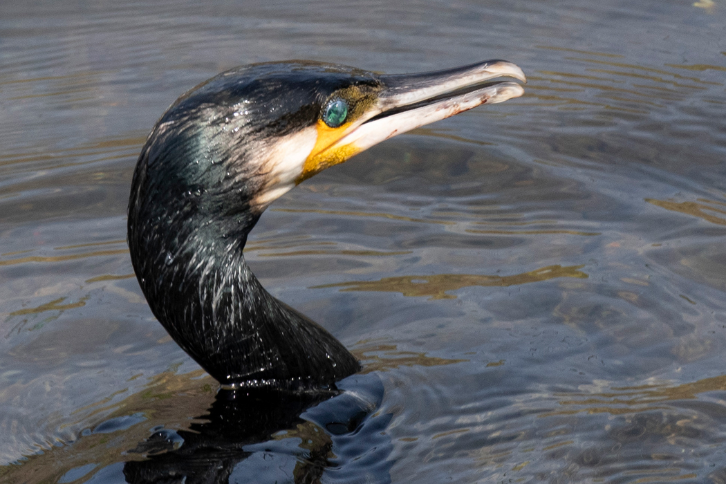 びしょ濡れです。