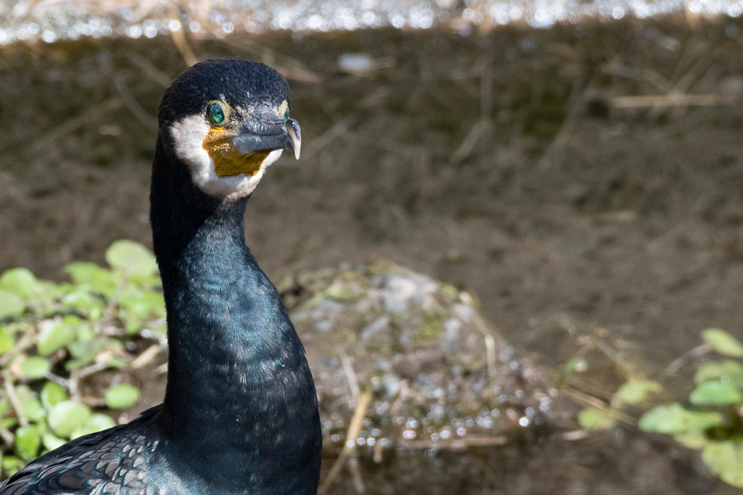 緑色の虹彩です。