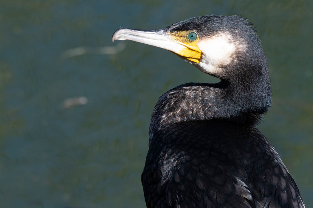 日向でのんびりしていました。