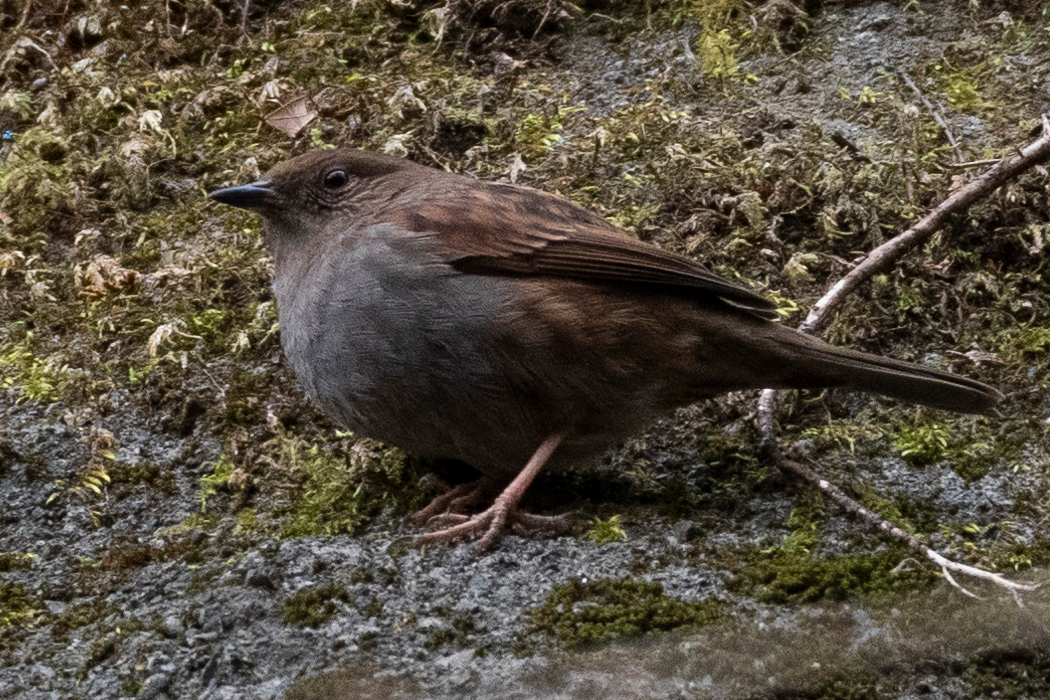 斜面を歩いていました。