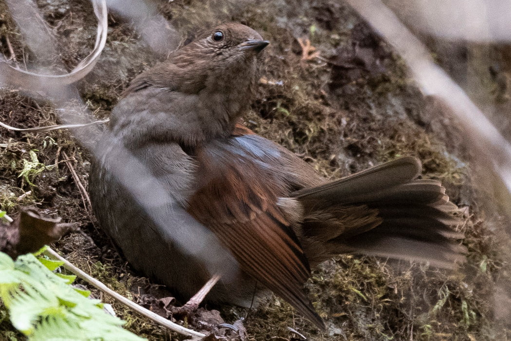 藪からこちらを警戒しています。