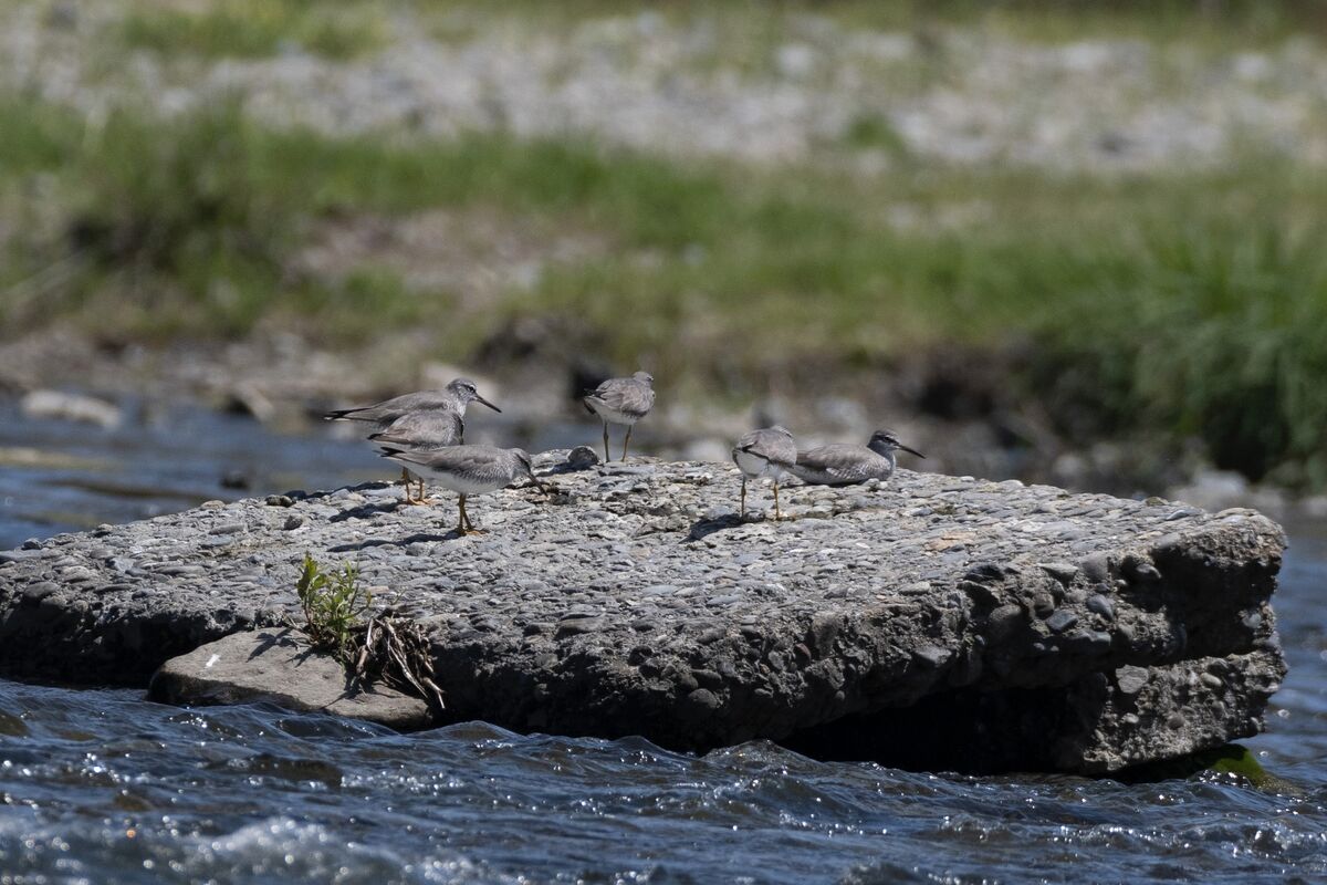 6羽でのんびりしています。