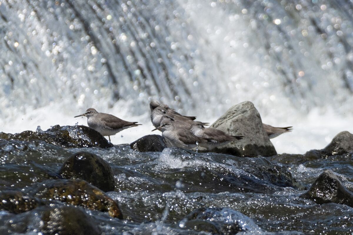 水辺に移動して採餌していました。