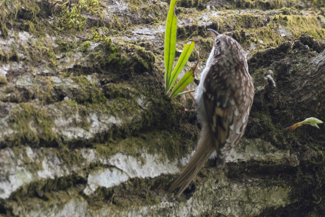 幹を素早く登りました。