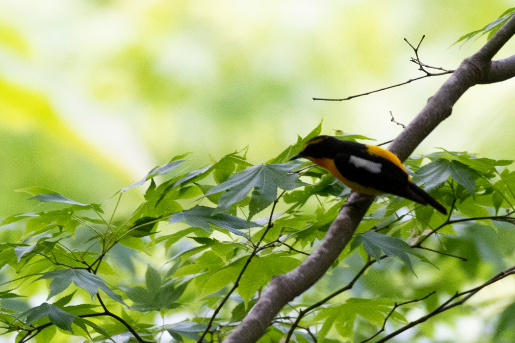 よく通る声で囀っていました。