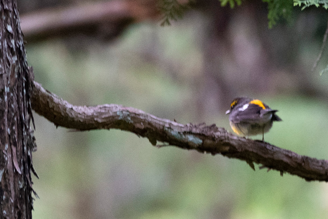 後ろから見ると黒っぽいです。