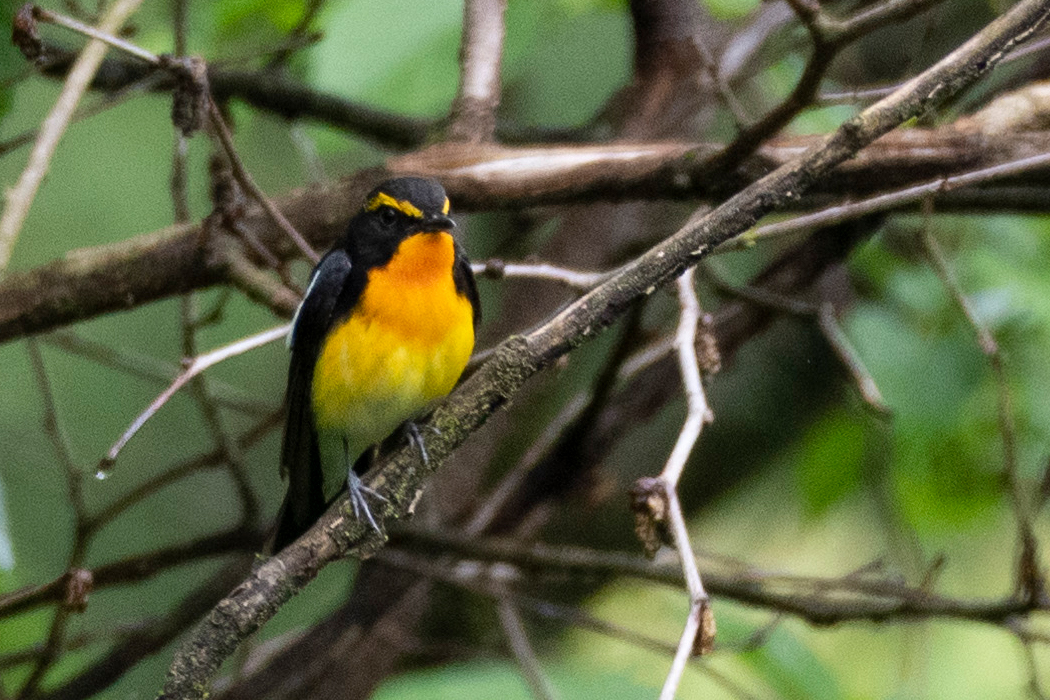 喉元がオレンジに近い黄色です。