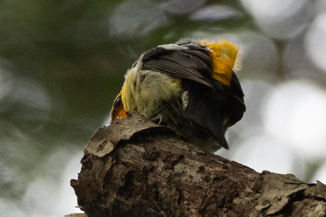 枝の先に止まっていました。