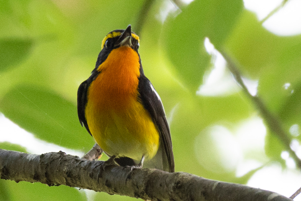 キビタキとオオルリ