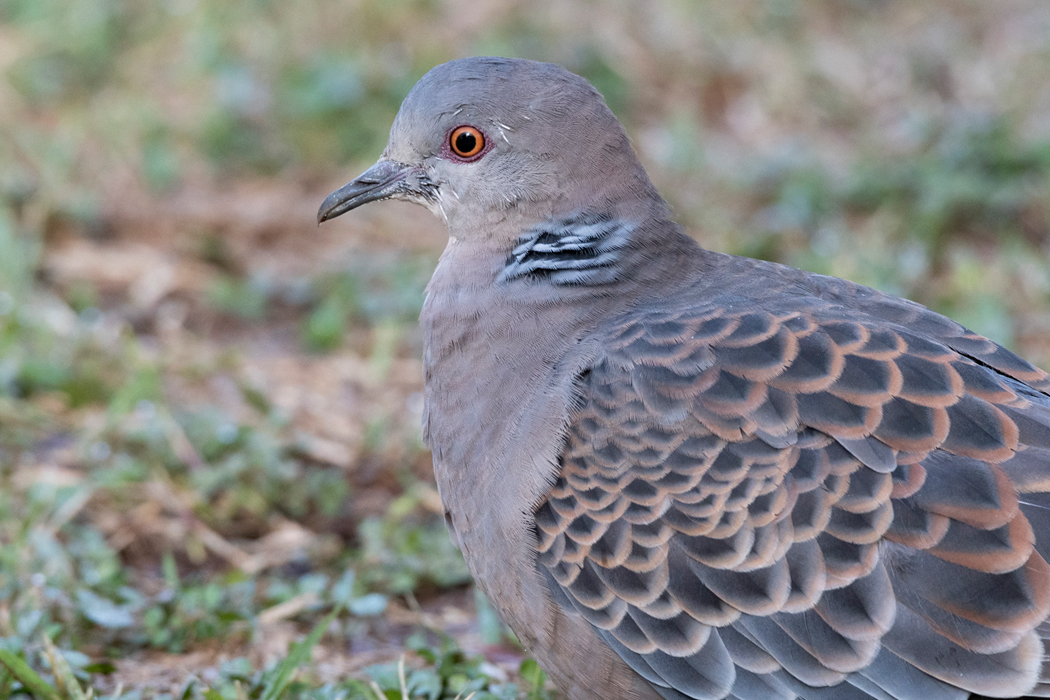 近づいても気にしません。