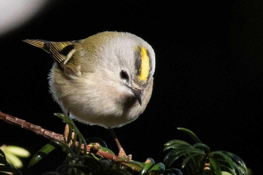 新年の片倉城跡公園