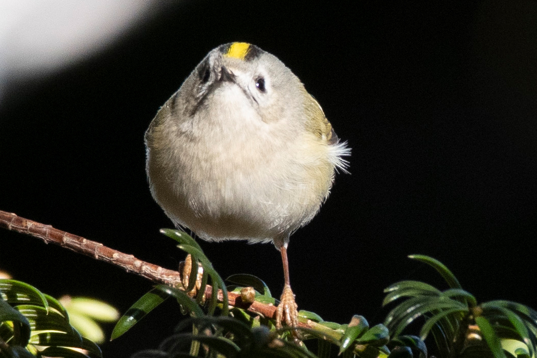 かわいらしかったです。