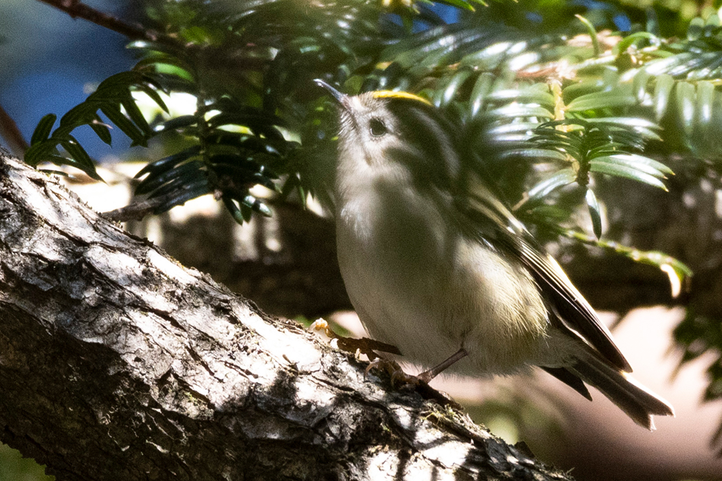 枝の中で光のコントロールが難しかったです。