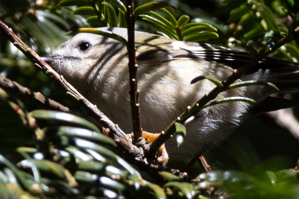 つぶらなひとみです。
