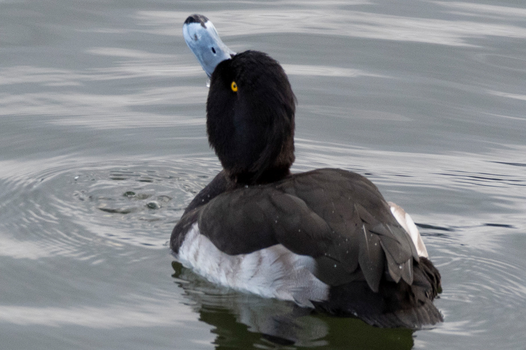 1羽で泳いでいました。