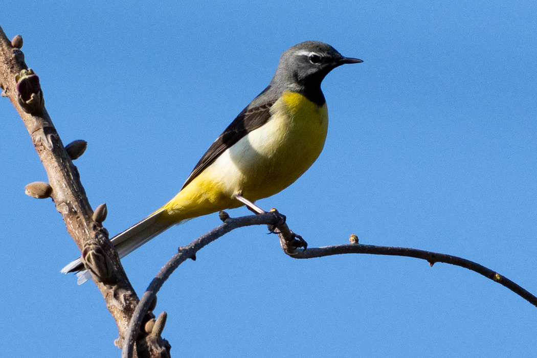 沢から上がってきたようでした。