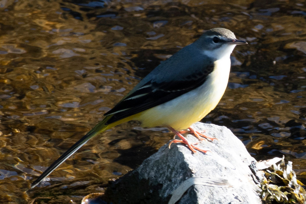 縄張りのようでした。