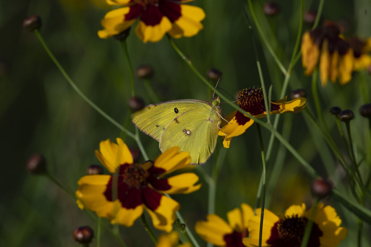 吸蜜しています。