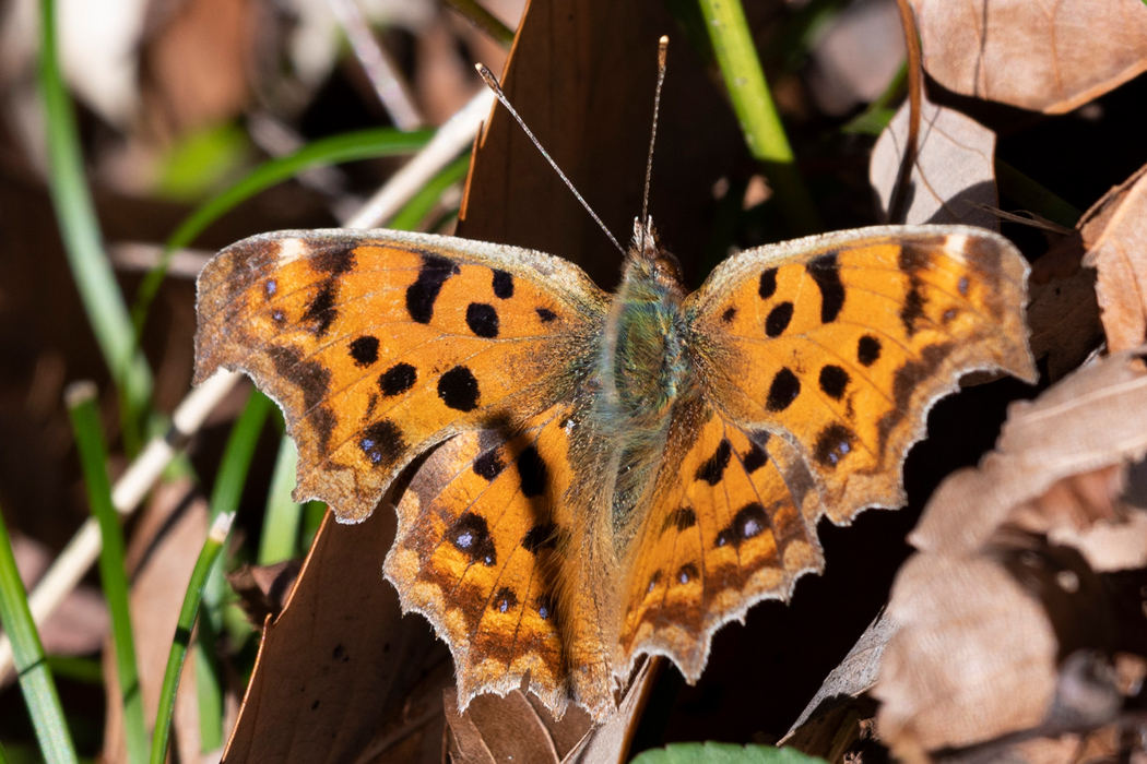 翅を広げて日光に当たっていました。