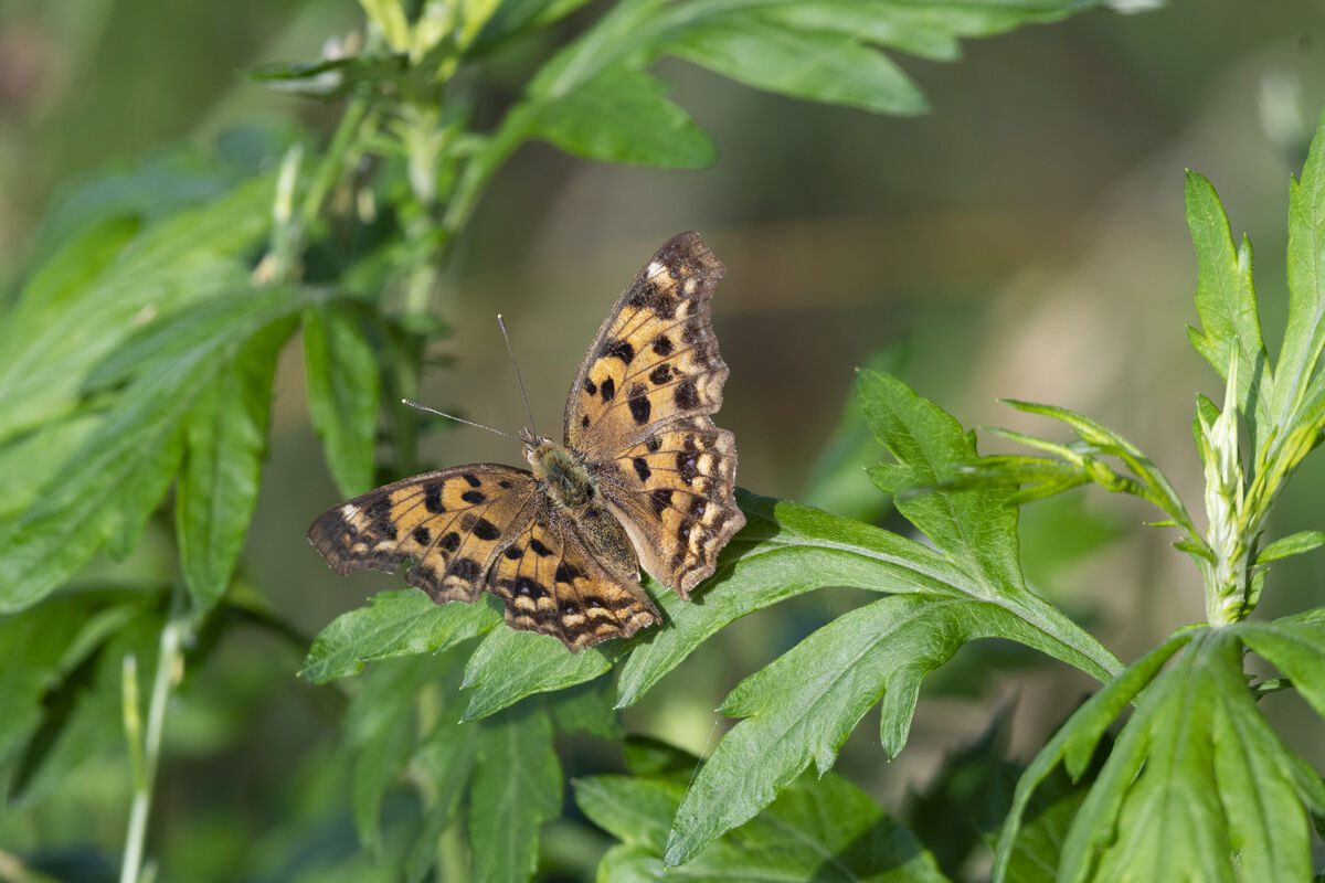 豹柄がかっこいいです。