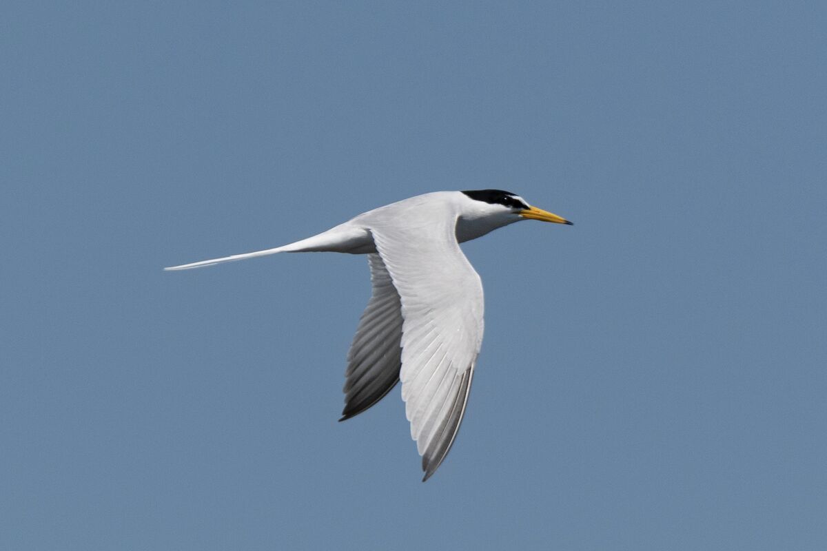 天気の良い空を飛んでいました。