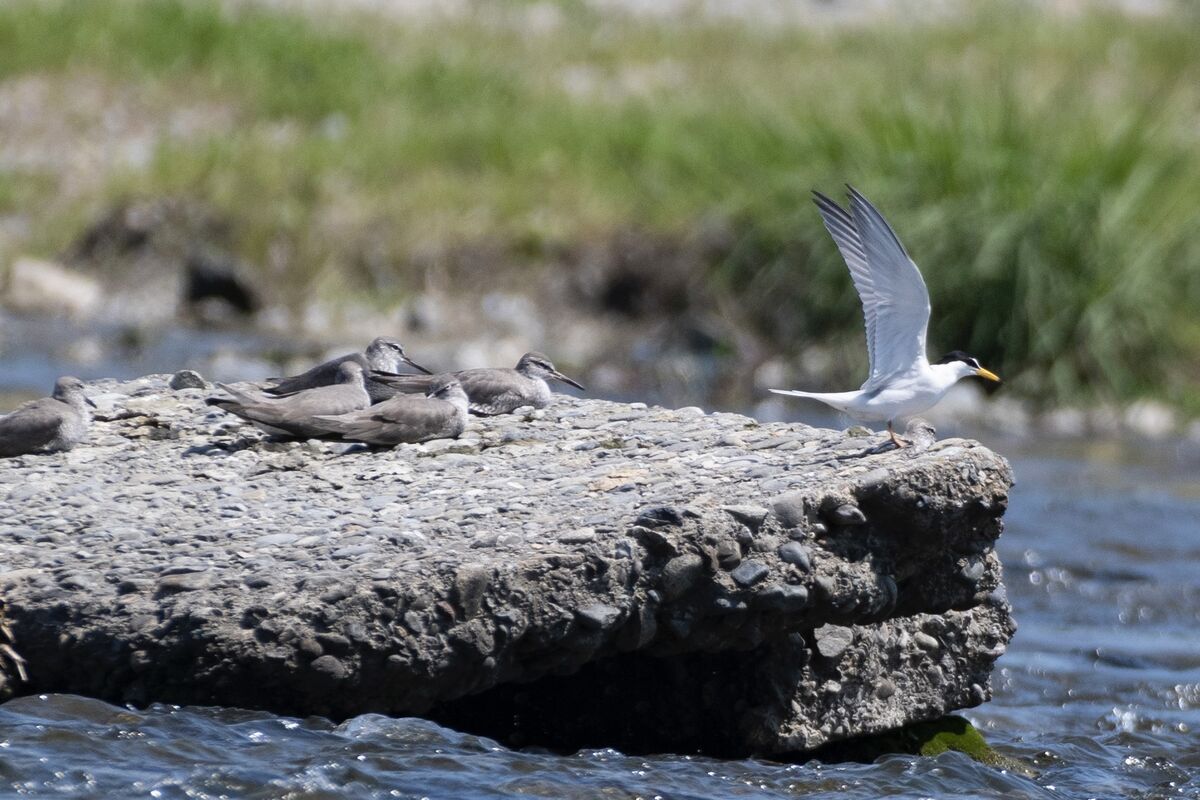 キアシシギのブロックにとまりました。