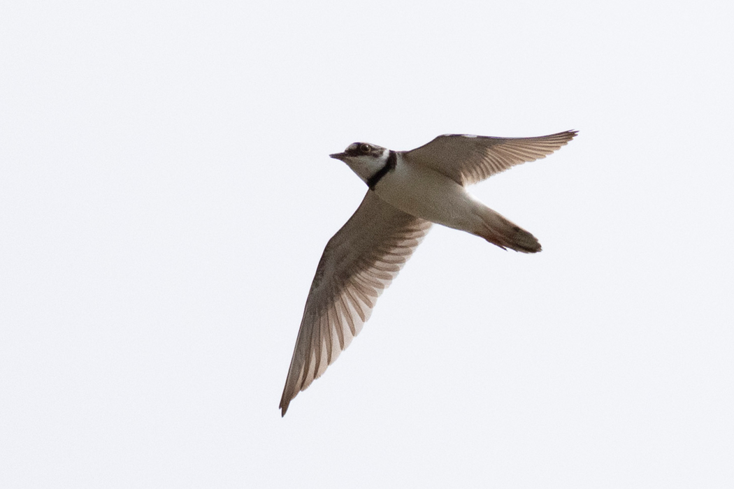 チョウゲンボウを追いかけ回していました。