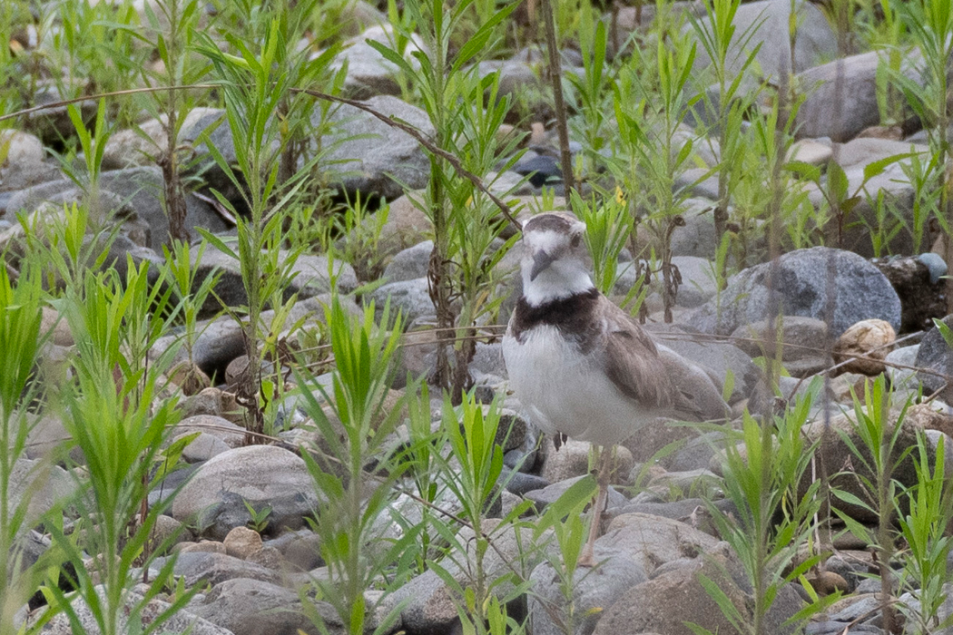 河原に近い色合いをしています。