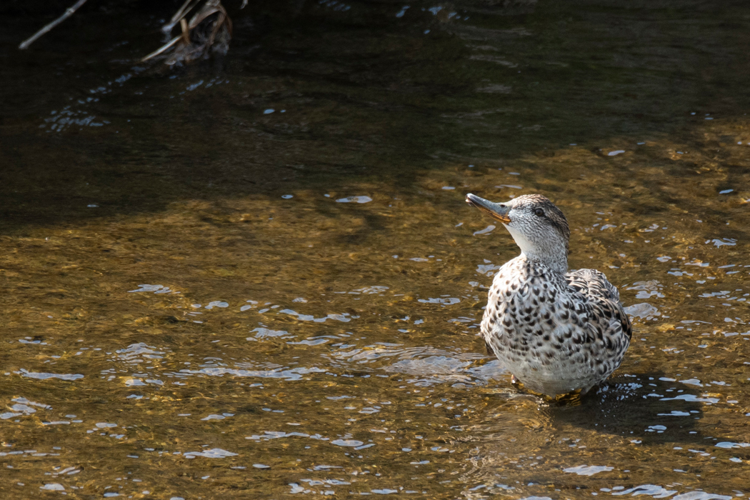 羽毛の手入れをしていました。