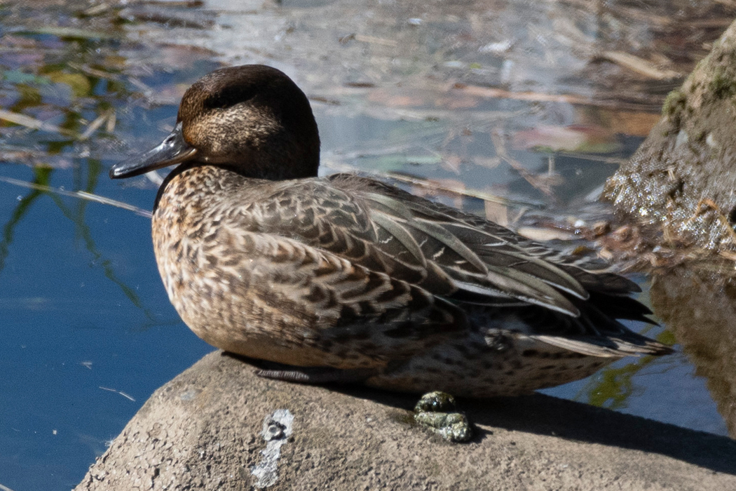 よくカワウが休んでいるブロックにいました。