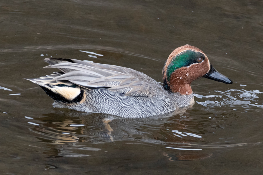 鮮やかなグリーンです。