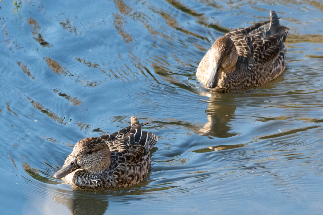 連なってきました。