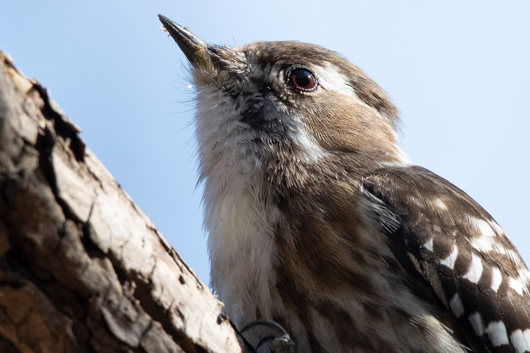 虹彩は深い赤です。