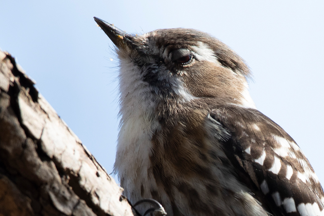 瞬膜を閉じました。