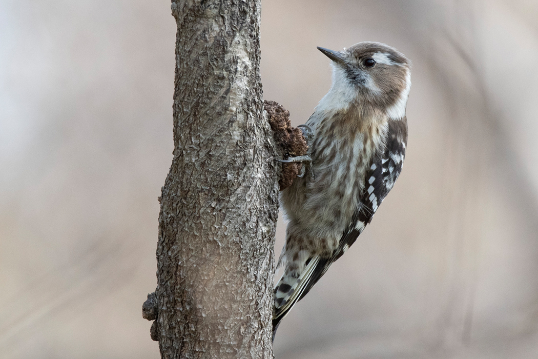 低めの枝で採餌していました。