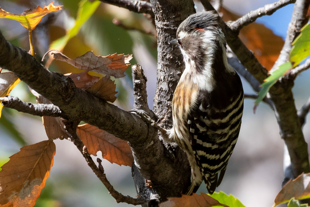 後頭部に赤い羽が混じっています。