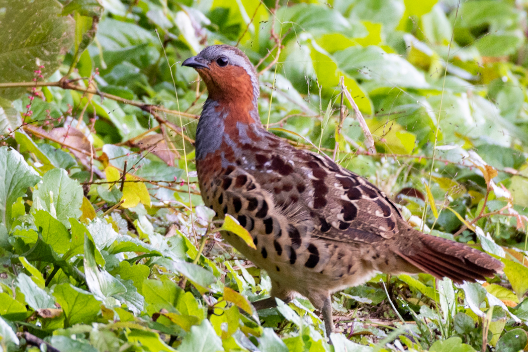 茂みに逃げて行きました。
