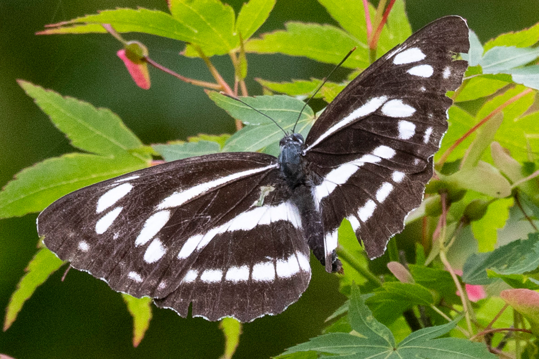 三本線が走っています。