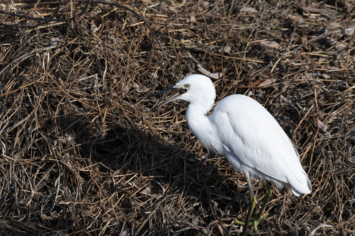 捕まえた魚を丸呑みにしていました。