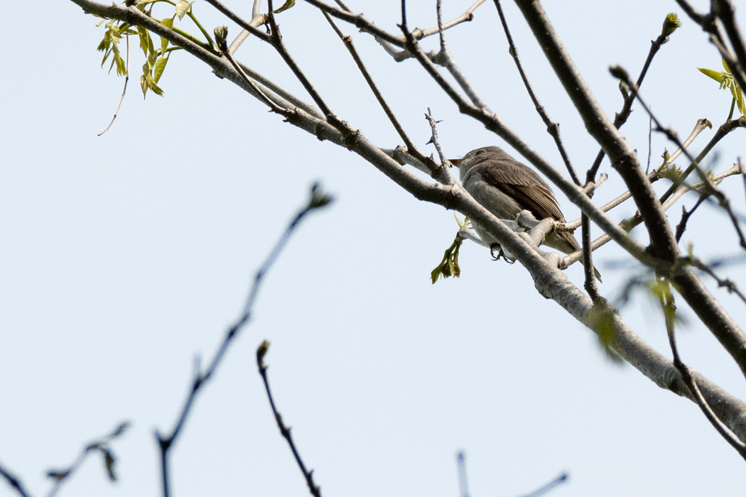 枝先で囀っていました。